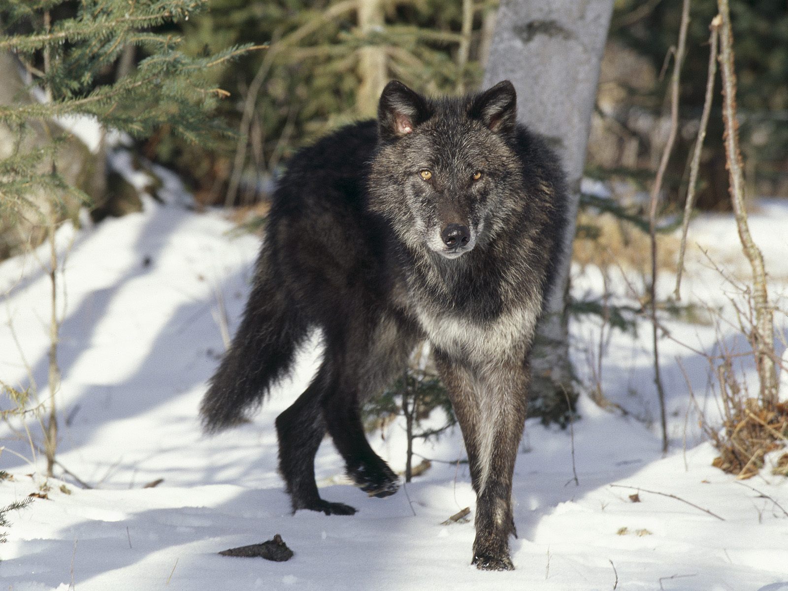 Black wolves saga na russkom